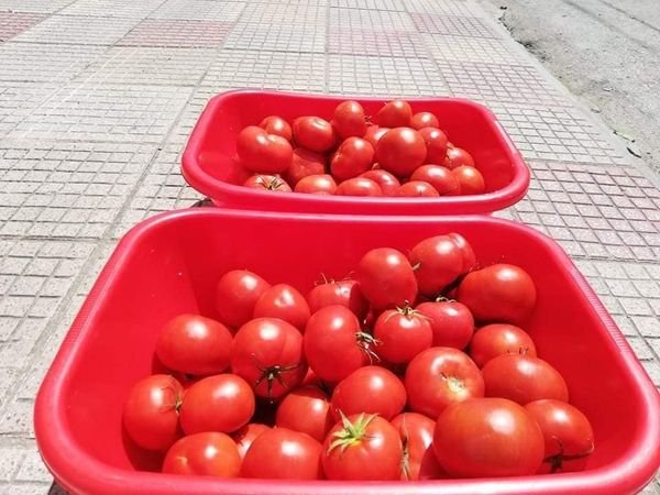 Προσφορά ντομάτων από το Εργαστήριο Γεωργικών Κατασκευών και Ελέγχου Περιβάλλοντος του Τμήματος Γεωπονίας, Φυτικής Παραγωγής και Αγροτικ