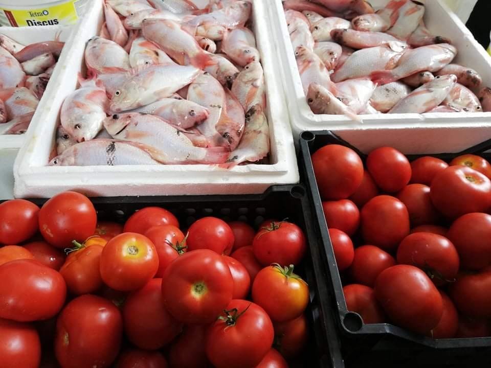 Προσφορά σε ντομάτες και ψάρια από το Εργαστήριο Γεωργικών Κατασκευών και Ελέγχου Περιβάλλοντος του Τμήματος Γεωπονίας του Πανεπιστημίου