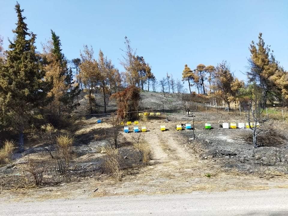 Για τους πυρόπληκτους συνανθρώπους μας στη Δημοτική Ενότητα Νηλέως Εύβοιας