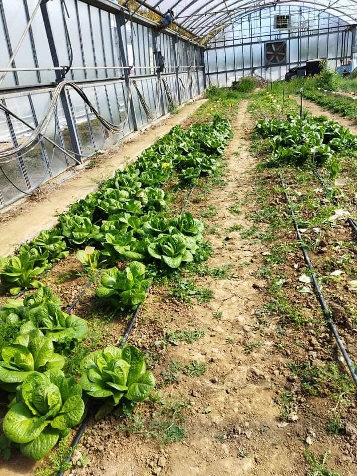 Εργαστήριο Κηπευτικών Καλλιεργειών 